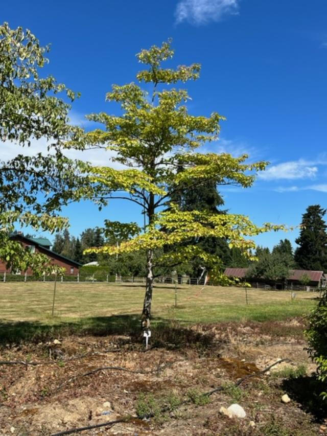 big-tree-sale
